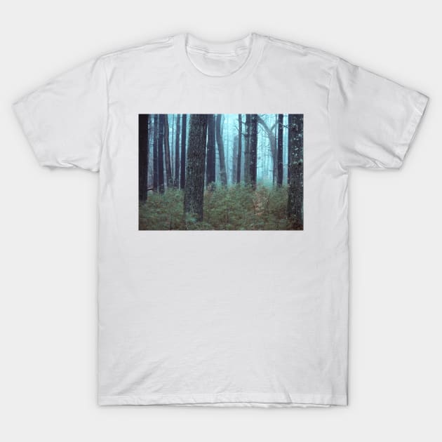 trees in forest on foggy morning T-Shirt by jswolfphoto